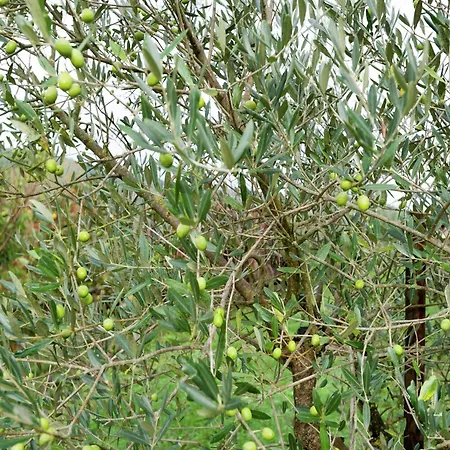 Feriehus Farmhouse Near Lake Trasimeno With Pool, Cleaning Included Passignano sul Trasimeno